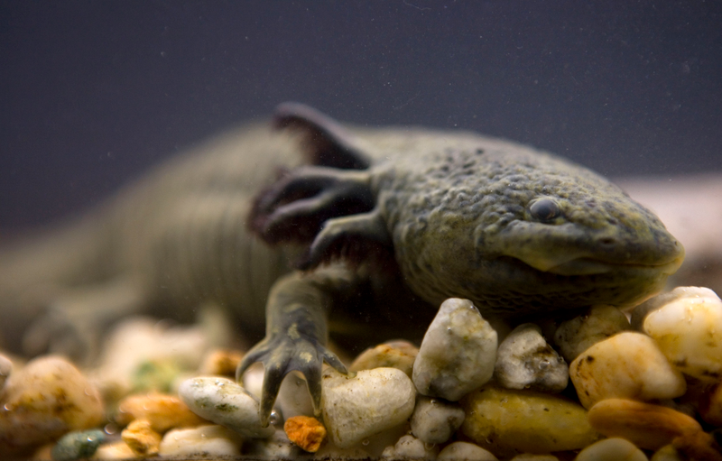 Illustration for article titled Complete Axolotl Genome Could Pave the Way Toward Human Tissue Regeneration